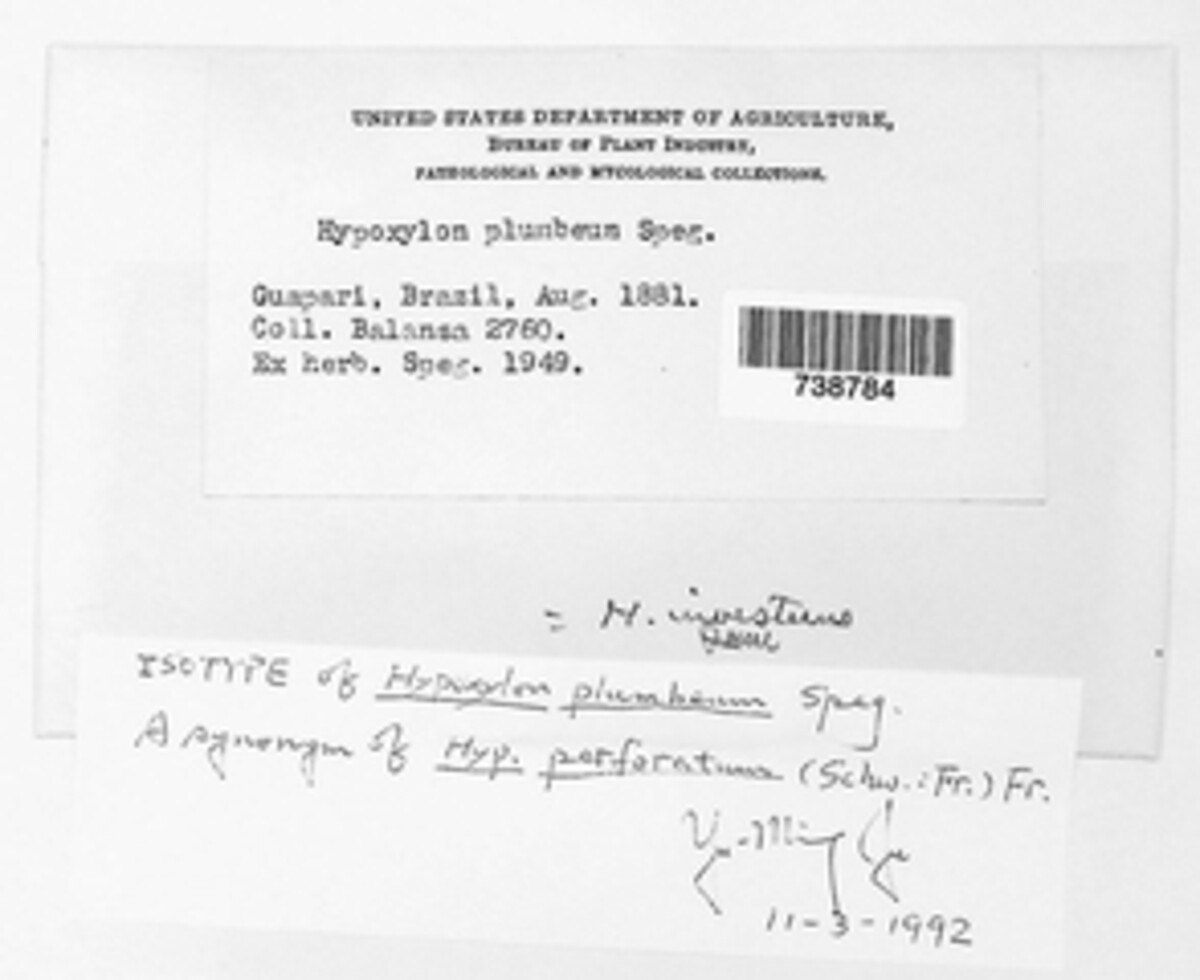 Hypoxylon perforatum image